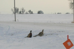 Pheasants-Along-The-Trail-2